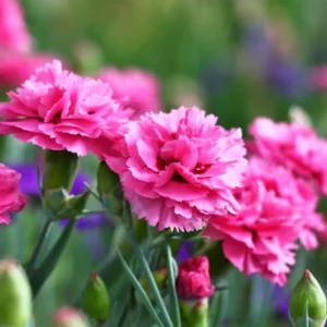 Dark Pink Carnation Trailing Plant - 3 to 5 Inch Flower