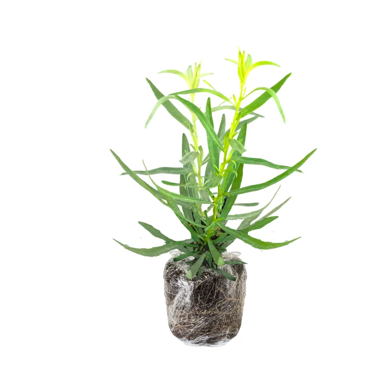 French Tarragon Plant 3-5 Inch Culinary Herb
