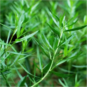 French Tarragon Plant 3-5 Inch Culinary Herb