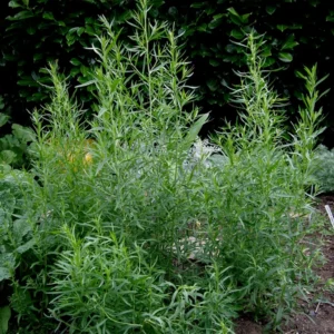 French Tarragon Plant 3-5 Inch Culinary Herb