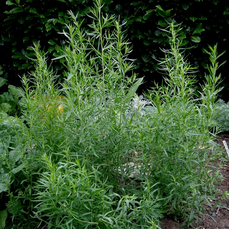 French Tarragon Plant 3-5 Inch Culinary Herb