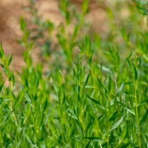 French Tarragon Plant 3-5 Inch Culinary Herb