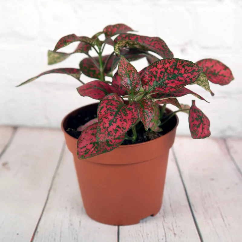 Red Polka Dot Plants Set - 4 Inch Indoor/Outdoor Houseplant