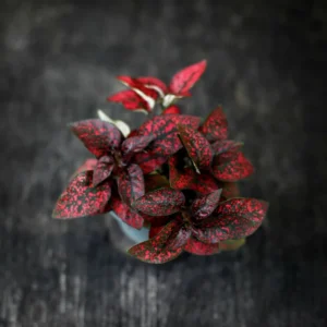 Red Polka Dot Plants Set - 4 Inch Indoor/Outdoor Houseplant