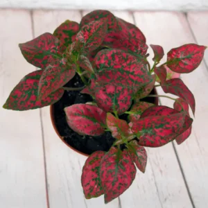 Red Polka Dot Plants Set - 4 Inch Indoor/Outdoor Houseplant