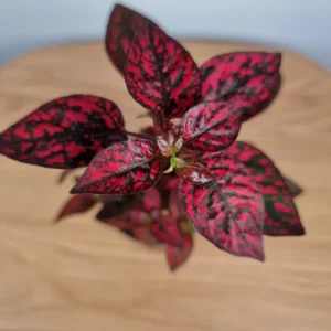 Red Polka Dot Plants Set - 4 Inch Indoor/Outdoor Houseplant
