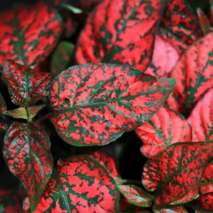 Red Polka Dot Plants Set - 4 Inch Indoor/Outdoor Houseplant