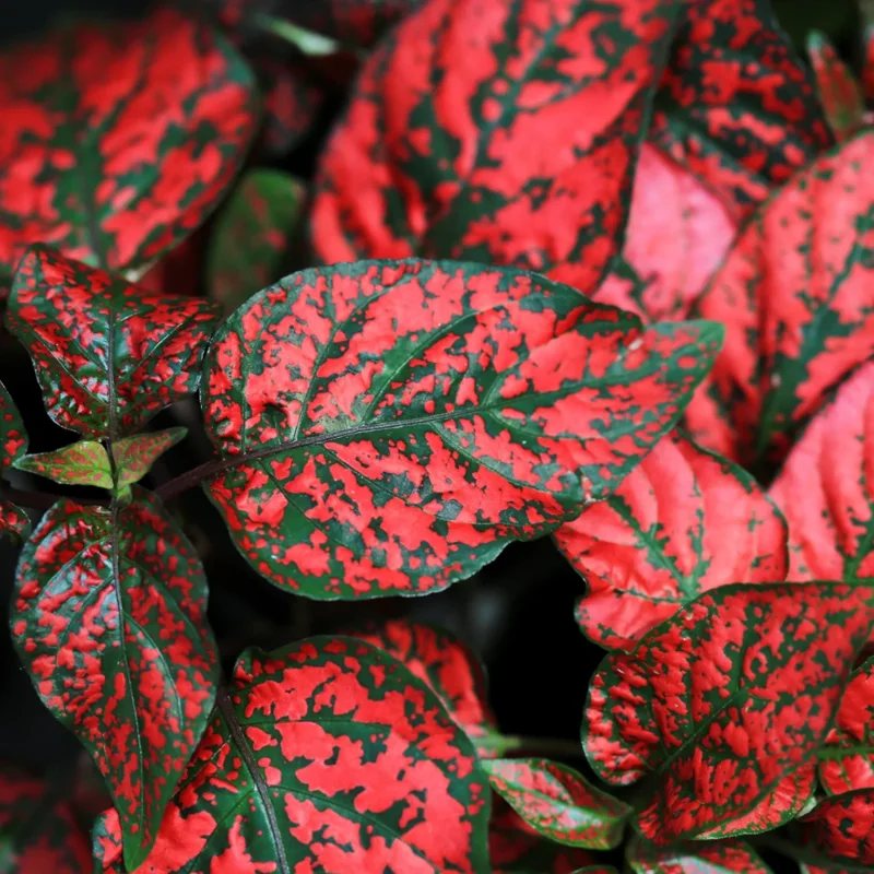 Red Polka Dot Plants Set - 4 Inch Indoor/Outdoor Houseplant