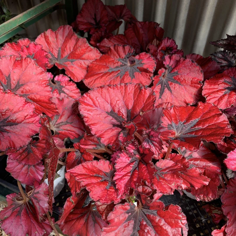 Red Begonia Plants - Set of 3 - Indoor/Outdoor - 4 Inch Red Leaf Begonia
