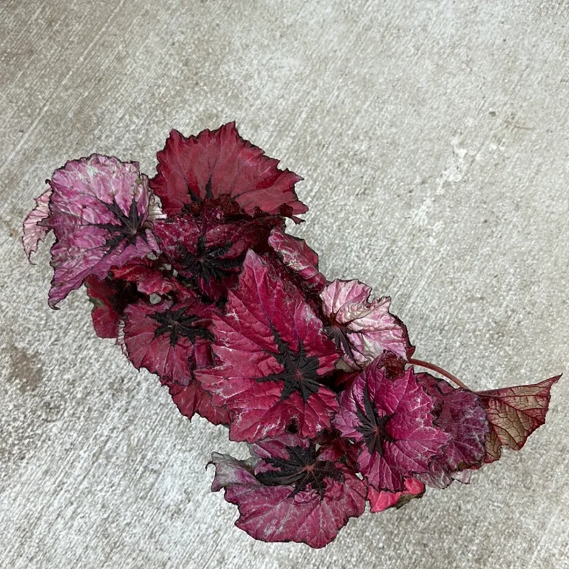 Red Begonia Plants - Set of 3 - Indoor/Outdoor - 4 Inch Red Leaf Begonia