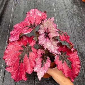 Red Begonia Plants - Set of 3 - Indoor/Outdoor - 4 Inch Red Leaf Begonia