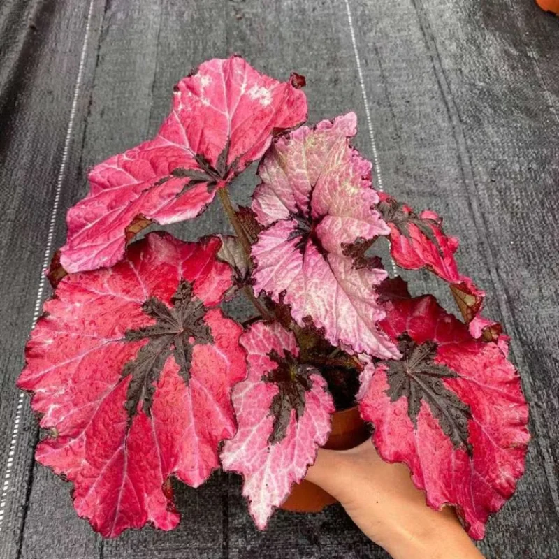 Red Begonia Plants - Set of 3 - Indoor/Outdoor - 4 Inch Red Leaf Begonia
