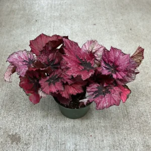 Red Begonia Plants - Set of 3 - Indoor/Outdoor - 4 Inch Red Leaf Begonia
