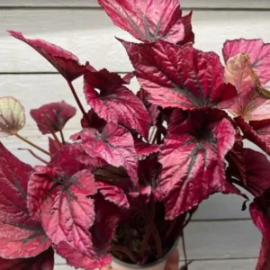Burgundy Begonia Plants Pack - 3 Well Rooted Houseplant - 3-5 Inches