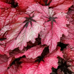 Burgundy Begonia Plants Pack - 3 Well Rooted Houseplant - 3-5 Inches