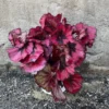 Burgundy Begonia Plants Pack - 3 Well Rooted Houseplant - 3-5 Inches