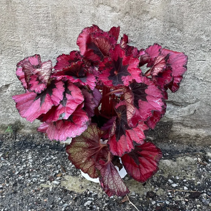 Burgundy Begonia Plants Pack - 3 Well Rooted Houseplant - 3-5 Inches