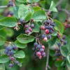 Saskatoon Serviceberry Plant, Edible Fruit Plant Bare Root 5-8 Inch