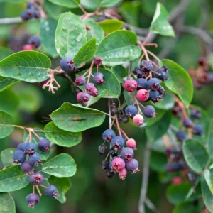 Saskatoon Serviceberry Plant, Edible Fruit Plant Bare Root 5-8 Inch