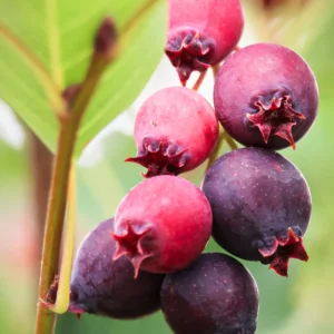 Saskatoon Serviceberry Plant, Edible Fruit Plant Bare Root 5-8 Inch