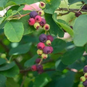 Saskatoon Serviceberry Plant, Edible Fruit Plant Bare Root 5-8 Inch