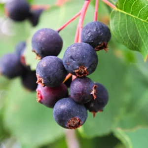 Saskatoon Serviceberry Plant, Edible Fruit Plant Bare Root 5-8 Inch