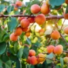 Hardy Apricot Tree Starter Plant - Edible Fruit Tree 7-10 Inch