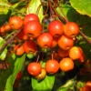 Crabapple Tree - Flowering Fruit Tree 7-10 Inch - Ornamental Tree