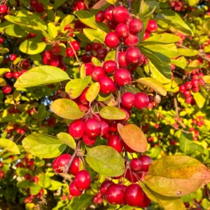 Crabapple Tree - Flowering Fruit Tree 7-10 Inch - Ornamental Tree