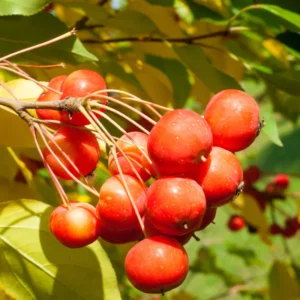 Crabapple Tree - Flowering Fruit Tree 7-10 Inch - Ornamental Tree
