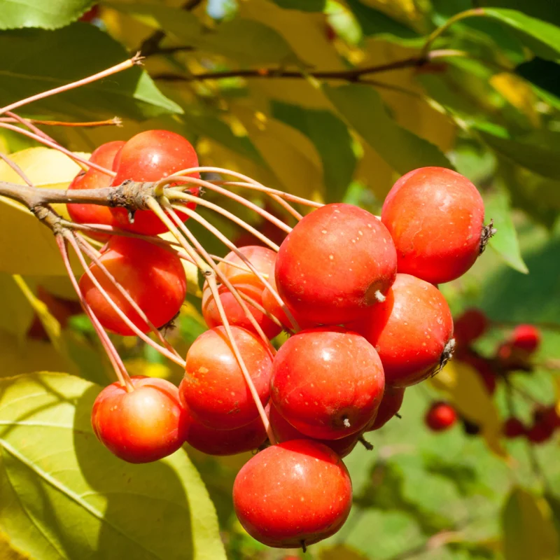 Crabapple Tree - Flowering Fruit Tree 7-10 Inch - Ornamental Tree