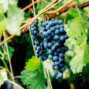 Concord Grape Tree Bare Root 7-10 Inch Fruit Vine