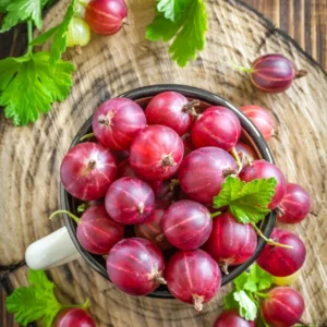 Pixwell Gooseberry Plant Rooted Starter 7-10 Inch - Easy Growing