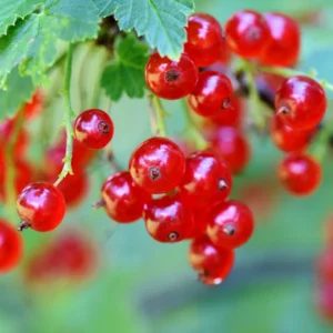 Red Currant Plant Bare Root 6-8 Inch - Garden Berry Bush