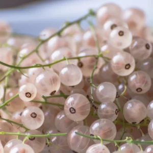 White Currant Plant Bare Root 6-8 Inch Fruit Bush