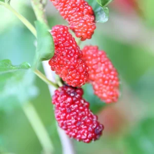 Red Mulberry Plant Edible Bare Root 6-8 Inch Tree