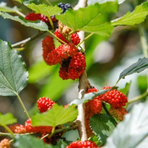 Red Mulberry Plant Edible Bare Root 6-8 Inch Tree