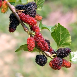Red Mulberry Plant Edible Bare Root 6-8 Inch Tree