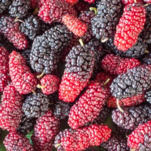 Red Mulberry Plant Edible Bare Root 6-8 Inch Tree