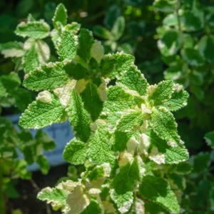 Pineapple Mint Plants - 2 Live Herb Plants - 3-5 Inch Size