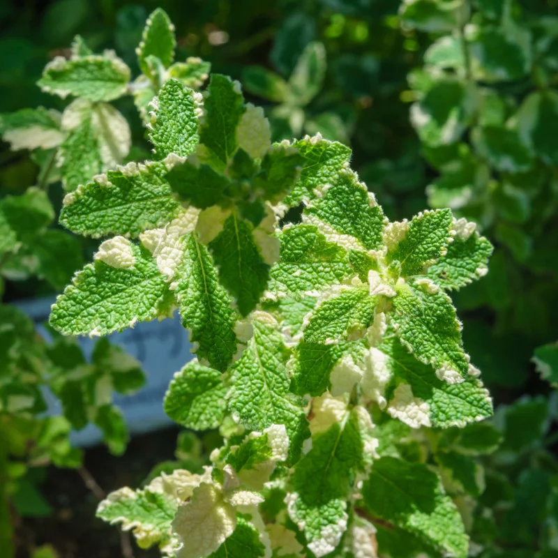 Pineapple Mint Plants - 2 Live Herb Plants - 3-5 Inch Size