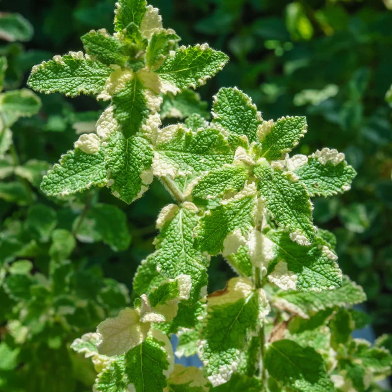 Pineapple Mint Plants - 2 Live Herb Plants - 3-5 Inch Size
