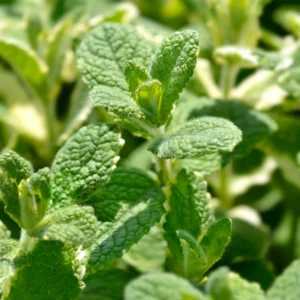 Pineapple Mint Plants - 2 Live Herb Plants - 3-5 Inch Size