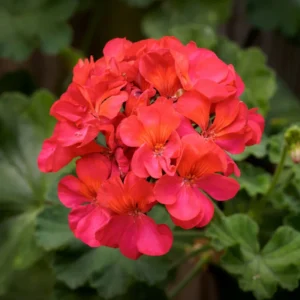 Salmon Geranium Plant - 6-8 Inch Potted Flower - Vibrant Salmon Blooms