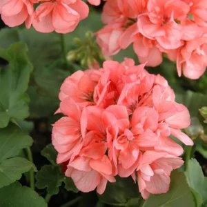 Salmon Geranium Plant - 6-8 Inch Potted Flower - Vibrant Salmon Blooms