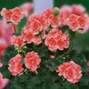 Salmon Geranium Plant - 6-8 Inch Potted Flower - Vibrant Salmon Blooms