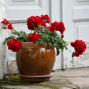 Red Geranium Plant 6-8 Inch Potted Flower Garden Patio