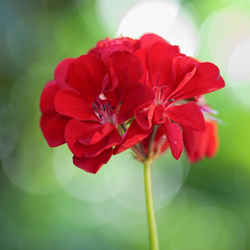 Red Geranium Plant 6-8 Inch Potted Flower Garden Patio