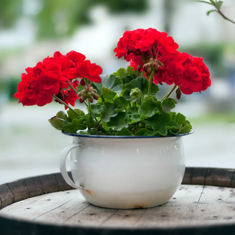 Red Geranium Plant 6-8 Inch Potted Flower Garden Patio