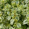 Lemon Thyme Plant 4-6 Inch Culinary Herb